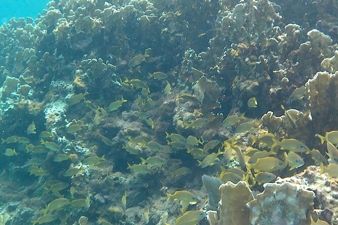 Incredible Negril Guided Snorkeling To Reef, Anchor, and Cannon - Meeting the boat on Seven Mile Beach
