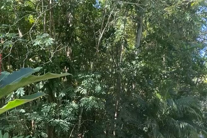Jamaica Bamboo Rafting with Bus Transportation - Food, drinks, and spending money