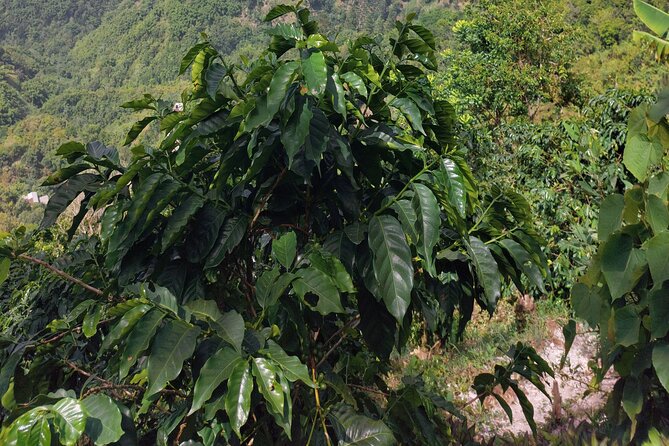 Jamaica Blue Mountain Coffee Tour and sightseeing experience - Is $190 Per Person Fair?