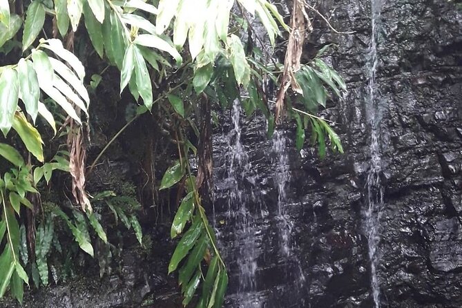 Jamaica Blue Mountain Guided Nature Tour - Holywell and the park hikes
