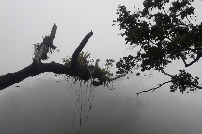 Jamaica Blue Mountain Guided Nature Tour - The ride back and optional roadside lunch
