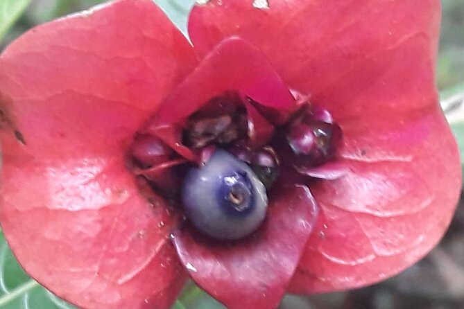 Jamaica Blue Mountain Guided Nature Tour - What the $240 price really buys