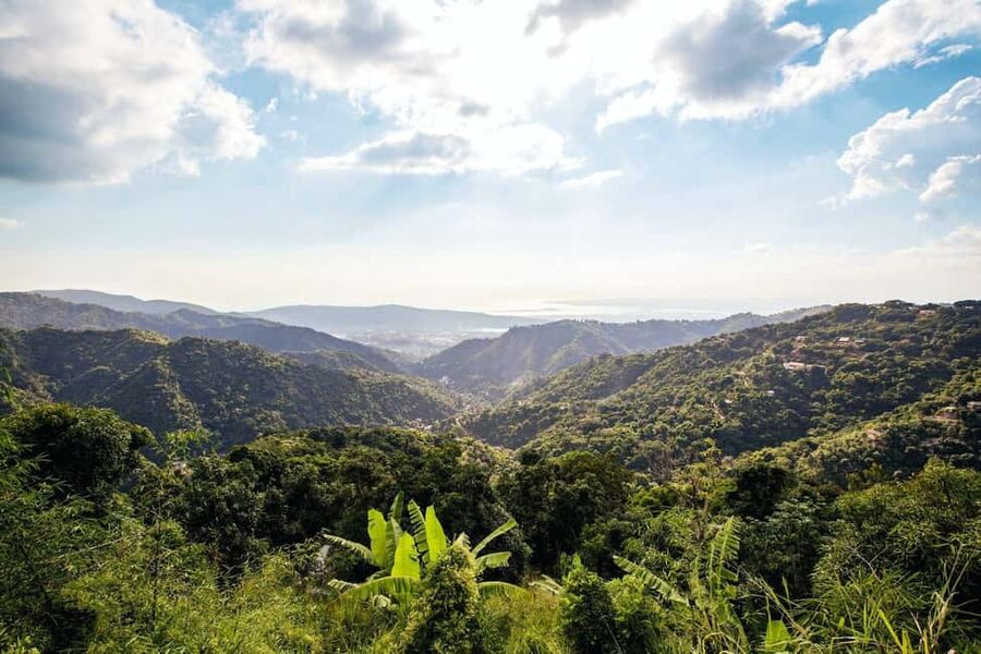 Jamaica: Blue Mountains Full Day Tour with Brunch & Lunch - Seeing coffee grow on steep slopes
