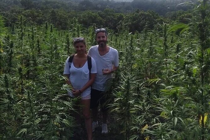 Jamaica Farm Private Dispensary Tour Montego Bay - Starting with Montego Bay’s Hip Strip