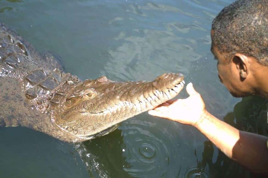 Jamaica: YS Falls and Black River Safari Tour - Key points to know before booking