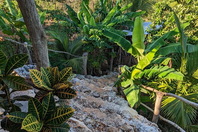 Jamaican Roots Tropical Farm Tour - Taste & Explore (Negril) 2hr - A hilltop farm close to Negril