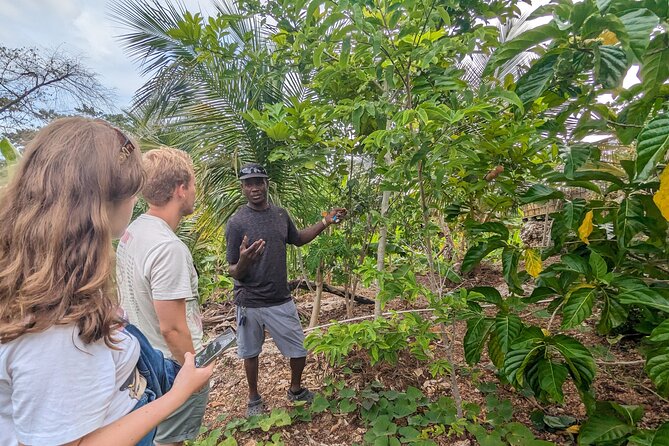 Jamaican Roots Tropical Farm Tour - Taste & Explore (Negril) 2hr - From coconut and mango to ackee and breadfruit