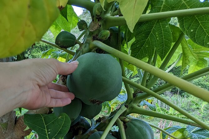 Jamaican Roots Tropical Farm Tour - Taste & Explore (Negril) 2hr - Meeting Mark and learning the farmer’s side