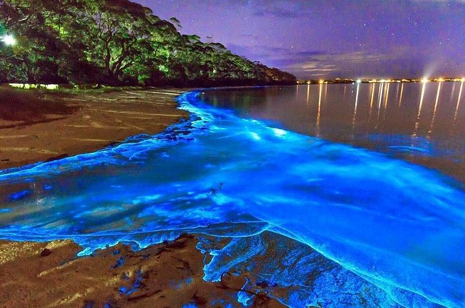 Luminous Lagoon and Rose Hall Great House Night Tour - What makes the water glow
