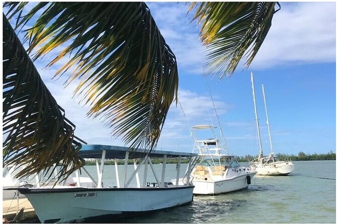 Luminous lagoon Dark night Tour from Ocho Rios and Runaway Bay Hotels - Moon phase and weather can make or break the glow