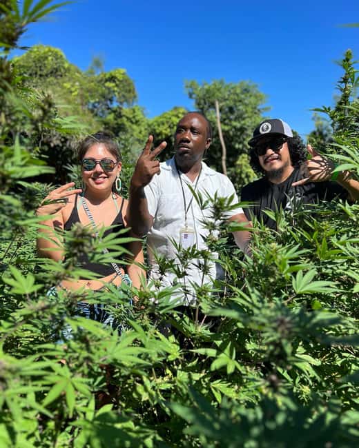 Marijuana Farm, Bamboo Rafting and Doctors Cave Beach Tour - How the three stops fit together