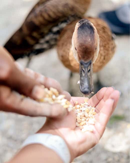 Martha Brae River Bamboo Rafting and Swamp Safari Day Tour - Is $206 per person fair value?