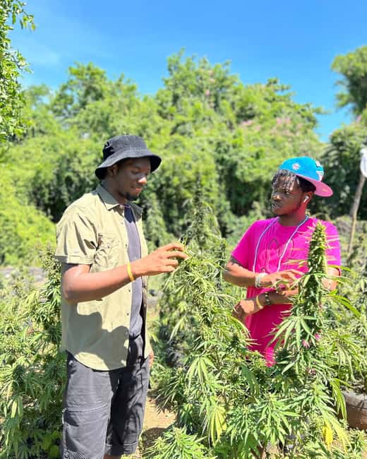 Montego Bay: Cannabis Farm, Bamboo Rafting, & Foot Massage - Who will enjoy this experience most?