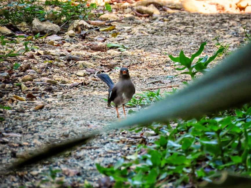 Montego Bay/Falmouth: Rockland Bird Sanctuary Private Tour - Should You Book Rocklands Bird Sanctuary?