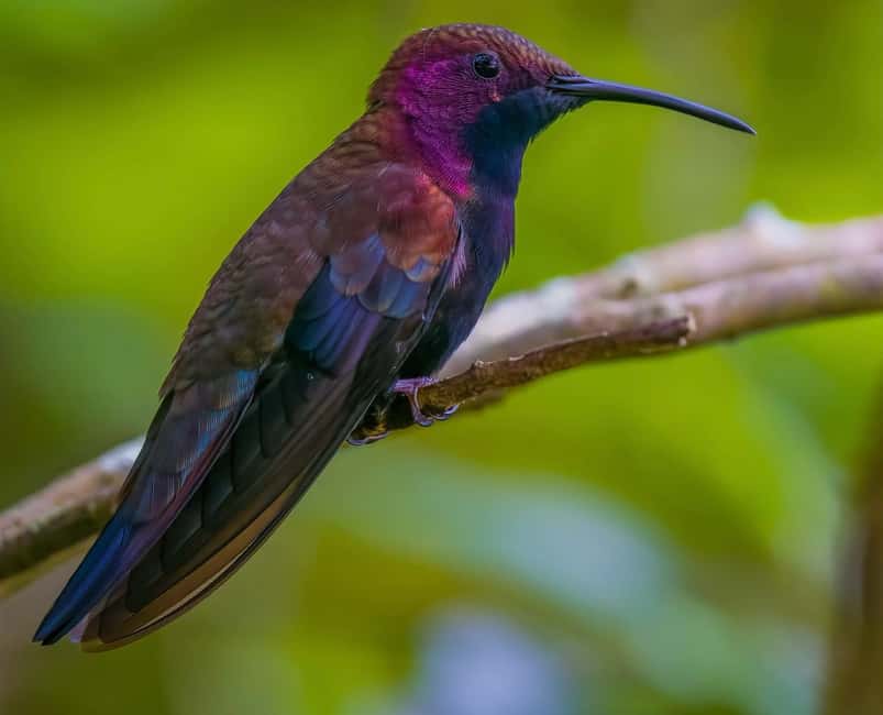 Montego Bay/Falmouth: Rockland Bird Sanctuary Private Tour - Hand-Feeding The Doctor Bird