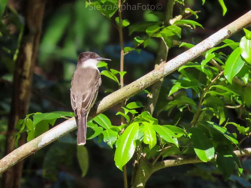 Montego Bay/Falmouth: Rockland Bird Sanctuary Private Tour - Walking The Scenic Trails