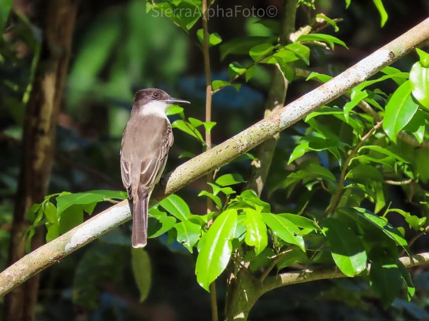 Montego Bay/Falmouth: Rockland Bird Sanctuary Private Tour - Who Will Enjoy This Tour Most?