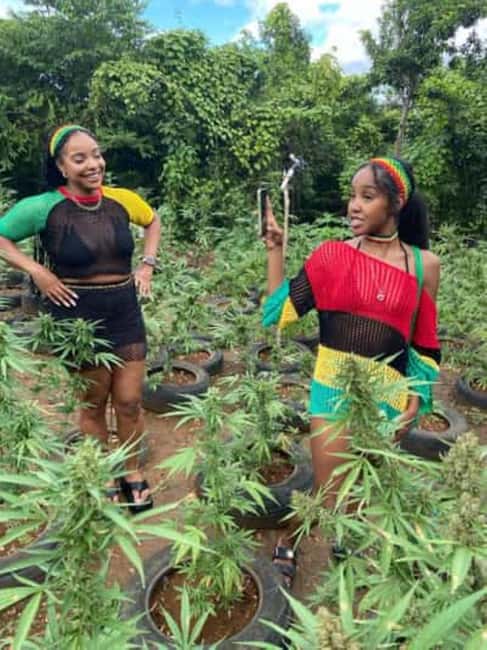 Montego Bay: Marijuana Farm and Bird Sanctuary Tour - What This Montego Bay Outing Really Includes