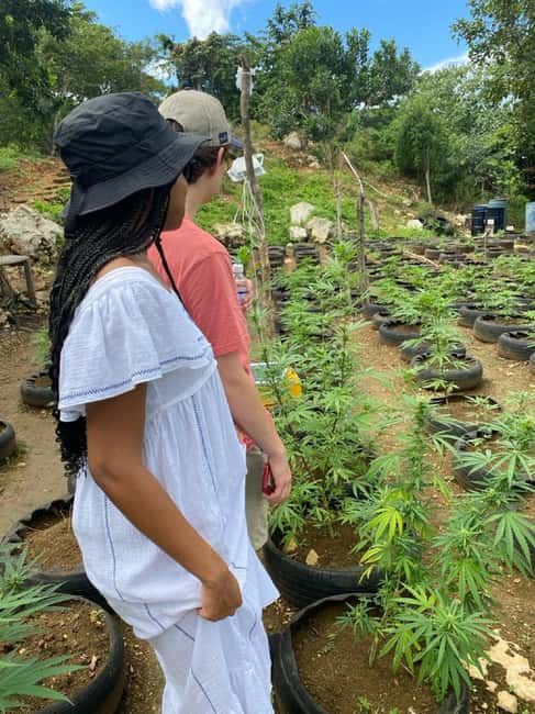 Montego Bay: Marijuana Farm and Bird Sanctuary Tour - Timing, Group Size, and the Real Value