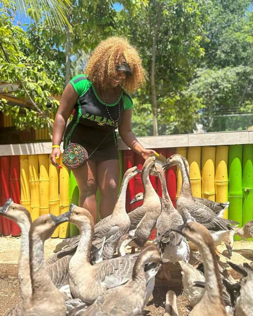Montego Bay: Marijuana Farm and Bird Sanctuary Tour - What the Ratings Tell You About the Experience