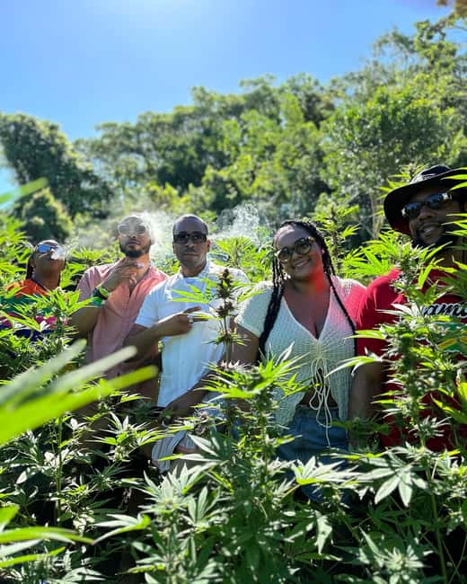 Montego Bay: Marijuana Farm Private Tour with Transportation - Key things to know before you go