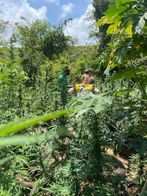 Montego Bay: Marijuana Farm Private Tour with Transportation - FAQ