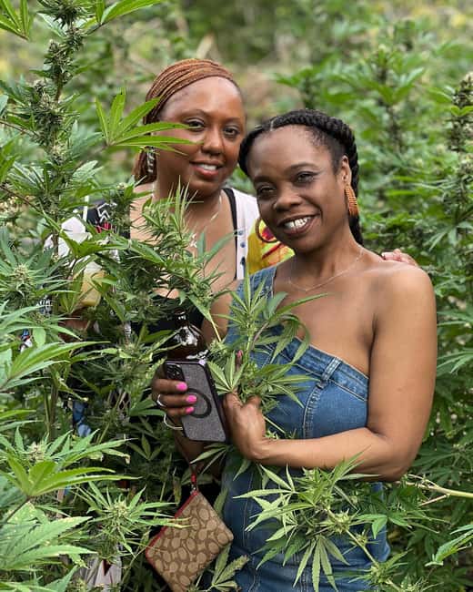 Montego Bay: Marijuana Farm Private Tour with Transportation - What $133 Means for the Value