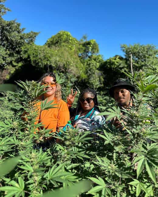 Montego Bay: Marijuana Farm Private Tour with Transportation - Practical Tips for a Better Visit