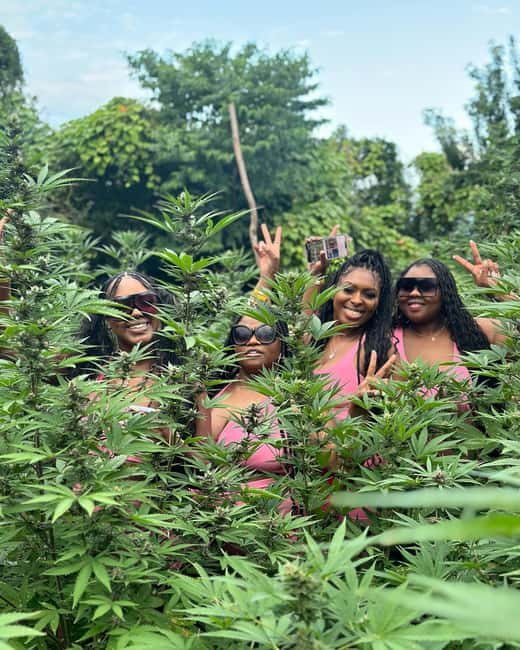 Montego Bay Marijuana Farm Tour - Key Points Before You Book