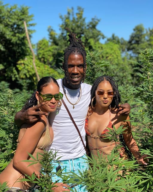 Montego Bay Marijuana Farm Tour - Practical Tips for a Better Visit