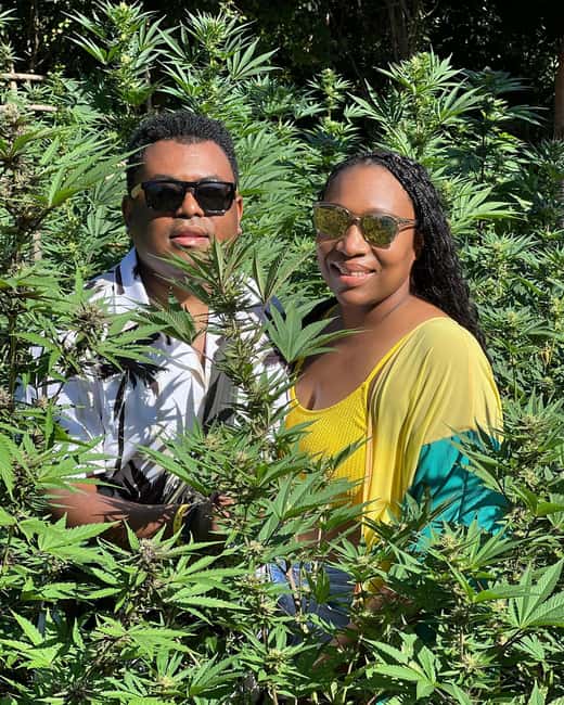 Montego Bay Marijuana Farm Tour - Learning About Cannabis From Seed to Harvest