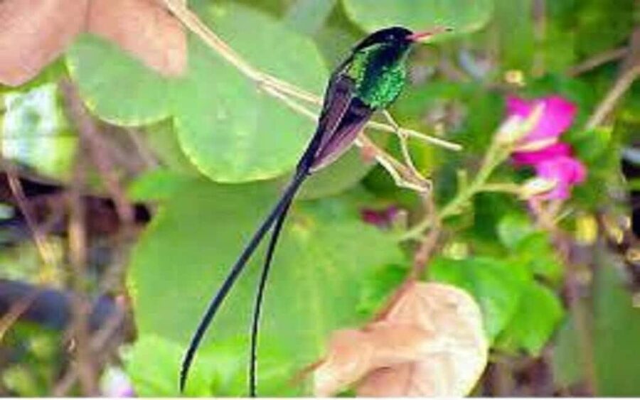 Montego Bay: Private Rocklands Bird Sanctuary Trip - What this Montego Bay bird trip actually includes