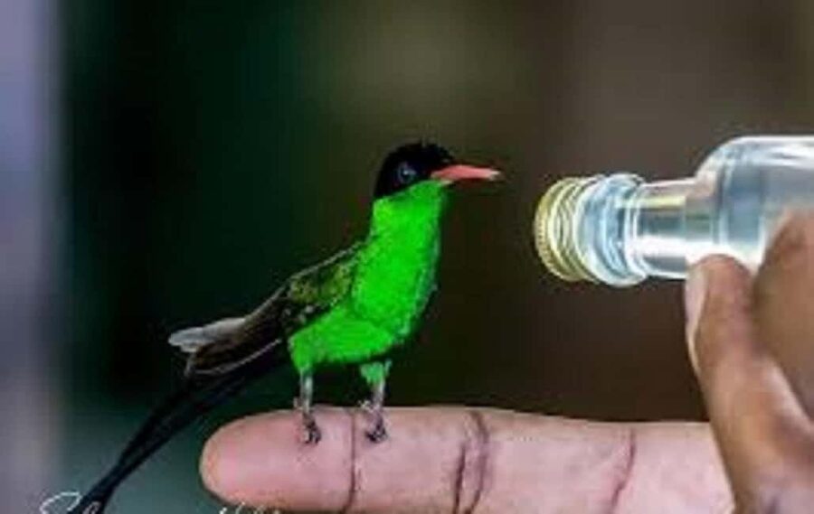 Montego Bay: Private Rocklands Bird Sanctuary Trip - The feeders bring more than hummingbirds
