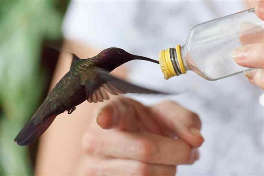 Montego Bay: Private Rocklands Bird Sanctuary Trip - How the price compares with the experience