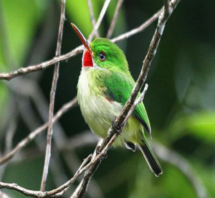 Montego Bay: Private Rocklands Bird Sanctuary Trip - Booking details worth checking first