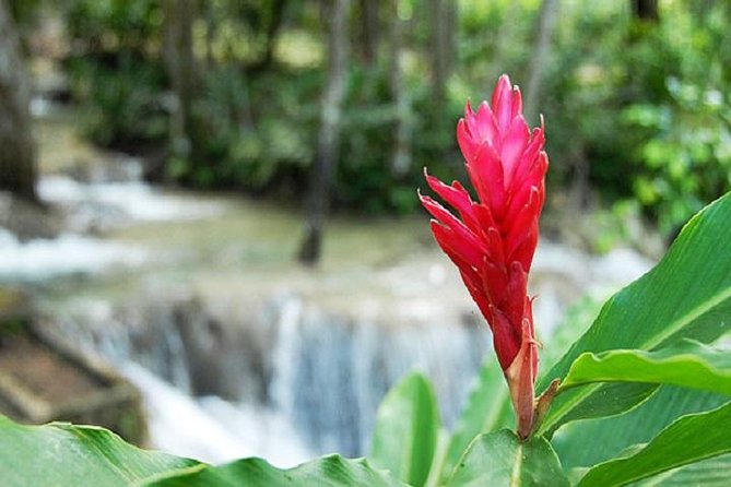 Montego Bay to Dunn's River Falls Half-Day Trip - Who should book this half-day outing