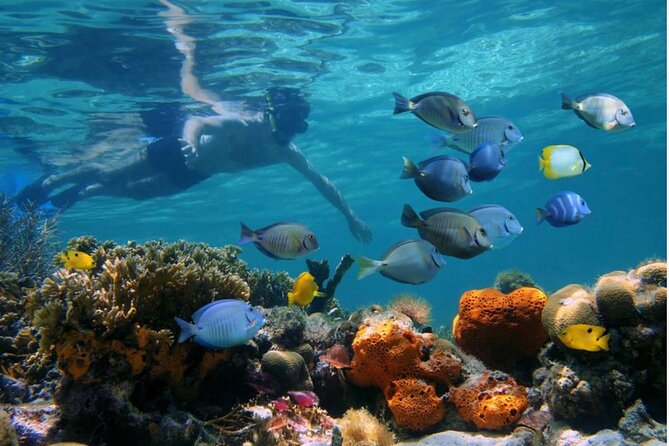 Negril Glass Bottom Boat Tour Snorkeling and Booby Cay - What the Negril glass-bottom boat trip is really like