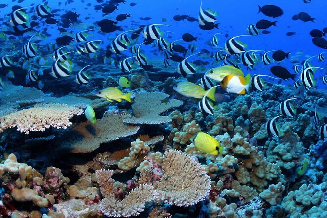 Negril Glass Bottom Boat Tour Snorkeling and Booby Cay - The 15-minute ride through the glass bottom