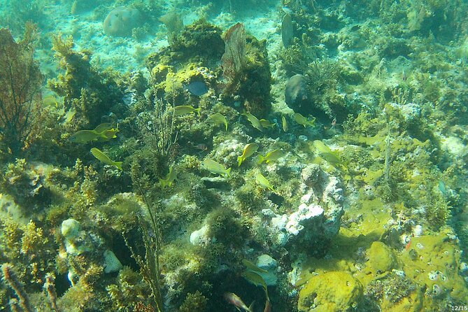 Negril Glass Bottom Boat Tour Snorkeling and Booby Cay - Is $65 a fair price?