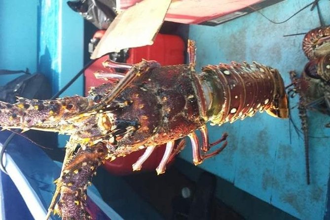 Negril Lobster Lunch on Booby Cay & Snorkeling To a Sunken Cannon - Booby Cay turns lunch into the main event