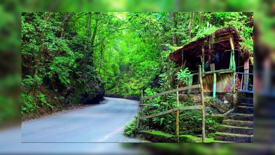 Ocho Rios: Guided Sightseeing Tour - Fern Gully: the road through the rainforest