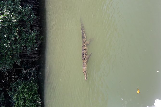 Private Black River Safari Tour from Montego Bay - What the $160 price buys you