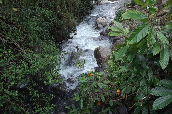 Private Blue Mountain tour from Ocho Rios - Leaving Ocho Rios for the Blue Mountains