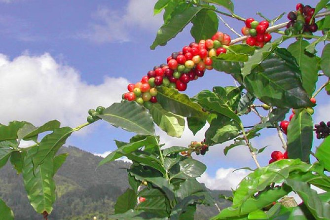 Private Blue Mountain tour from Ocho Rios - Meeting the farmer and seeing coffee at ground level