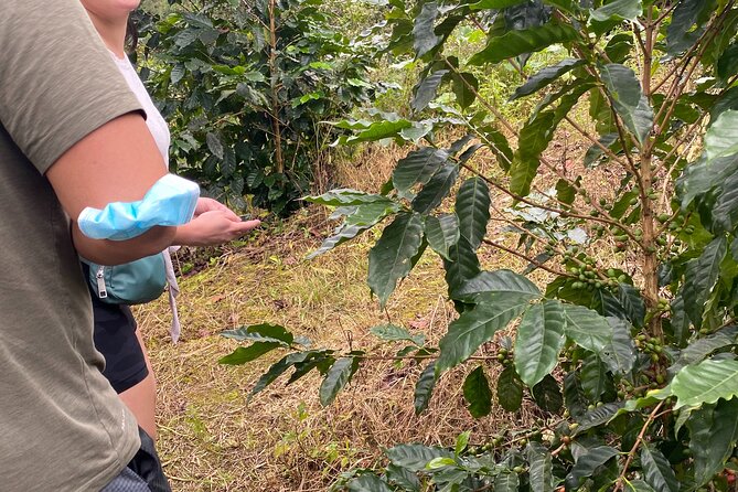 Private Blue Mountain tour from Ocho Rios - Lunch, water, and the true value of $155
