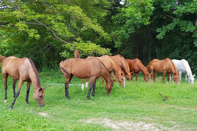Private Horseback Riding, Swimming and Dunn's River Falls Tour - The Montego Bay pickup sets the tone