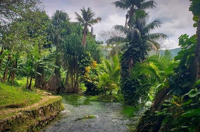 Rastafari Cultural ATV Community Experience from Negril - Fresh fruit, medicinal plants, and local knowledge
