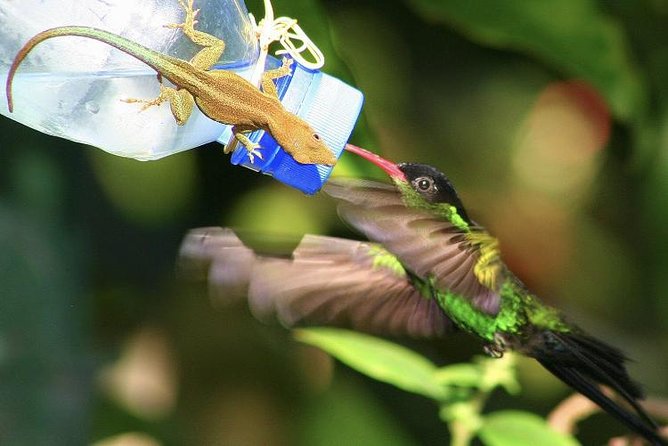 Rockland Bird Sanctuary and Hip-Strip Shopping - Key points to know before you go