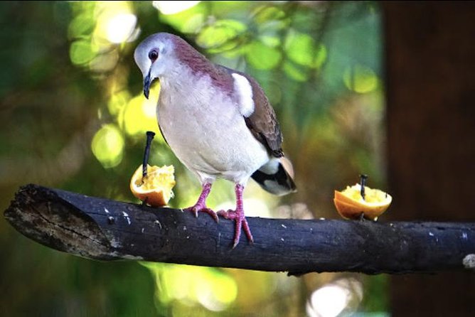 Rockland Bird Sanctuary and Hip-Strip Shopping - Feeding hummingbirds and setting expectations