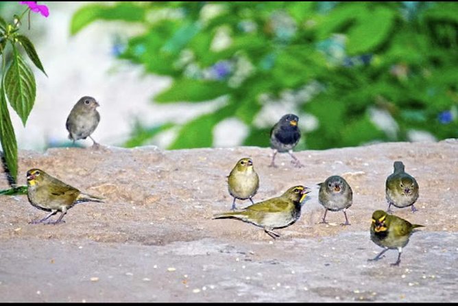 Rockland Bird Sanctuary and Hip-Strip Shopping - Private touring, flexibility, and the Hip-Strip question